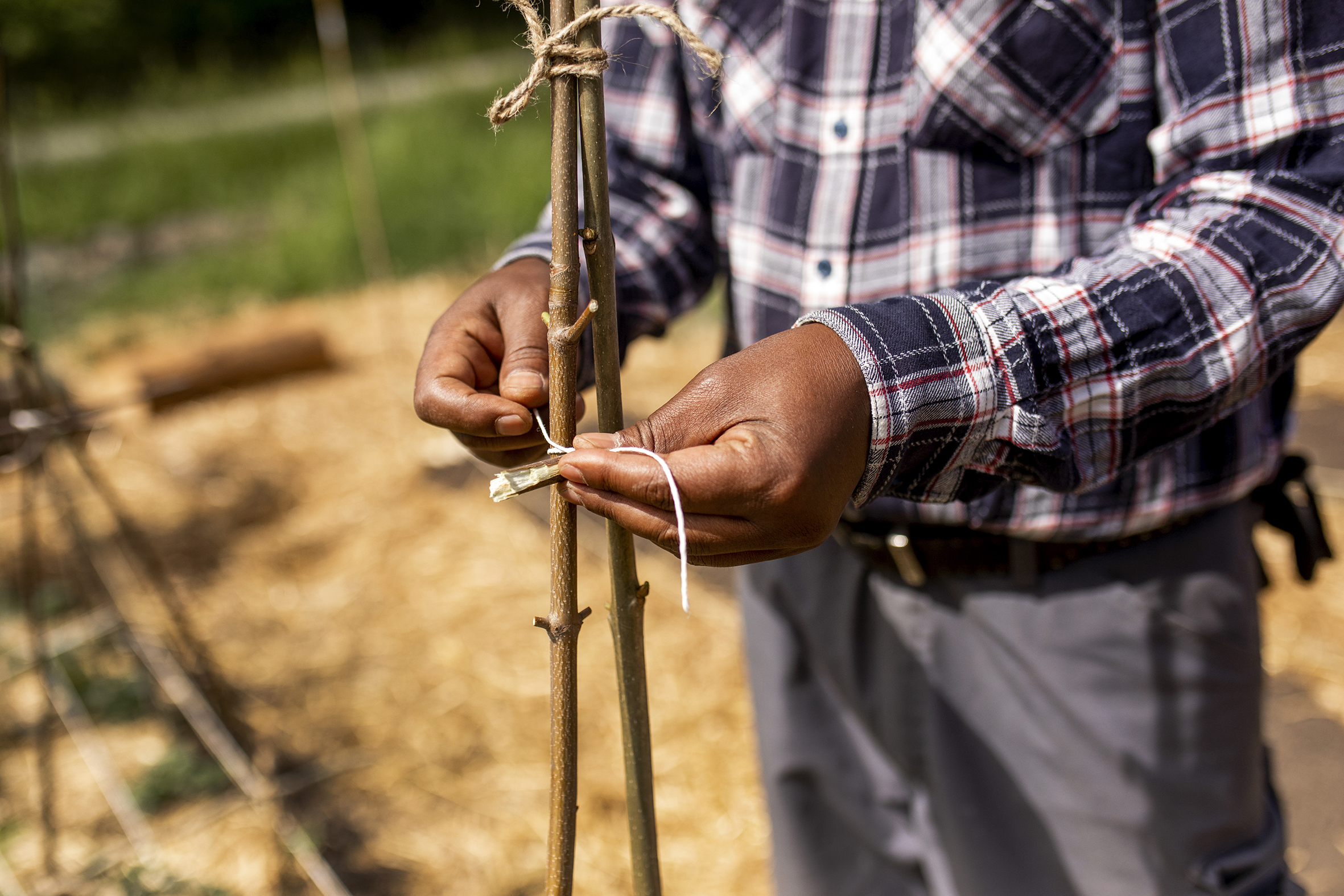 Jobben disponerer en egen jordflekk på Linderud gård, hvor de blant annet dyrker aubergine, squash, gresskar og blomkarse. Her pleies plantene av solbrune hender.