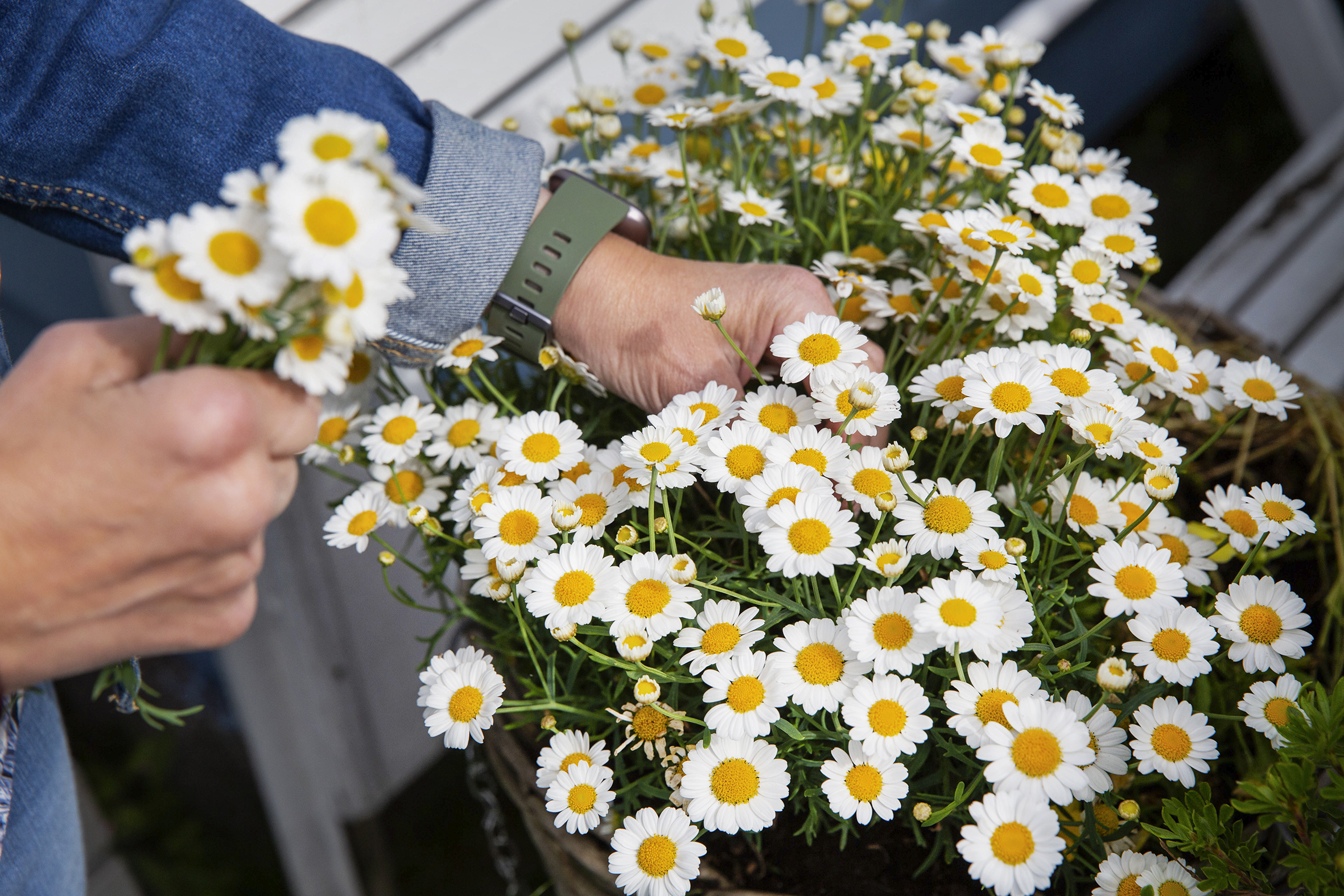 Prestekrager i kolonihagen og t-shirt med Frelsesarmeen skjoldet på en knaggrekke inne i hytta.