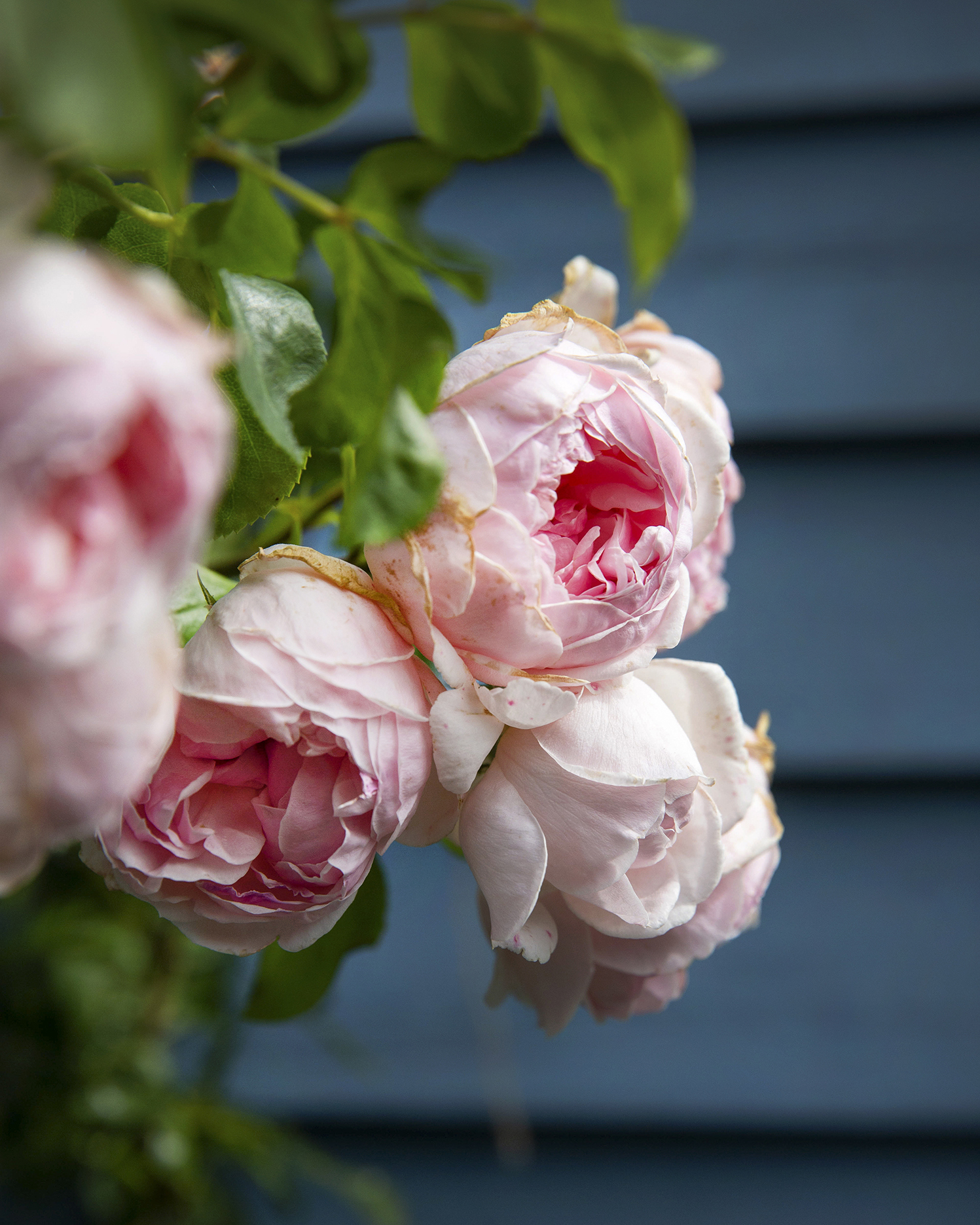 Nydelige pioner i kolonihagen til Lise