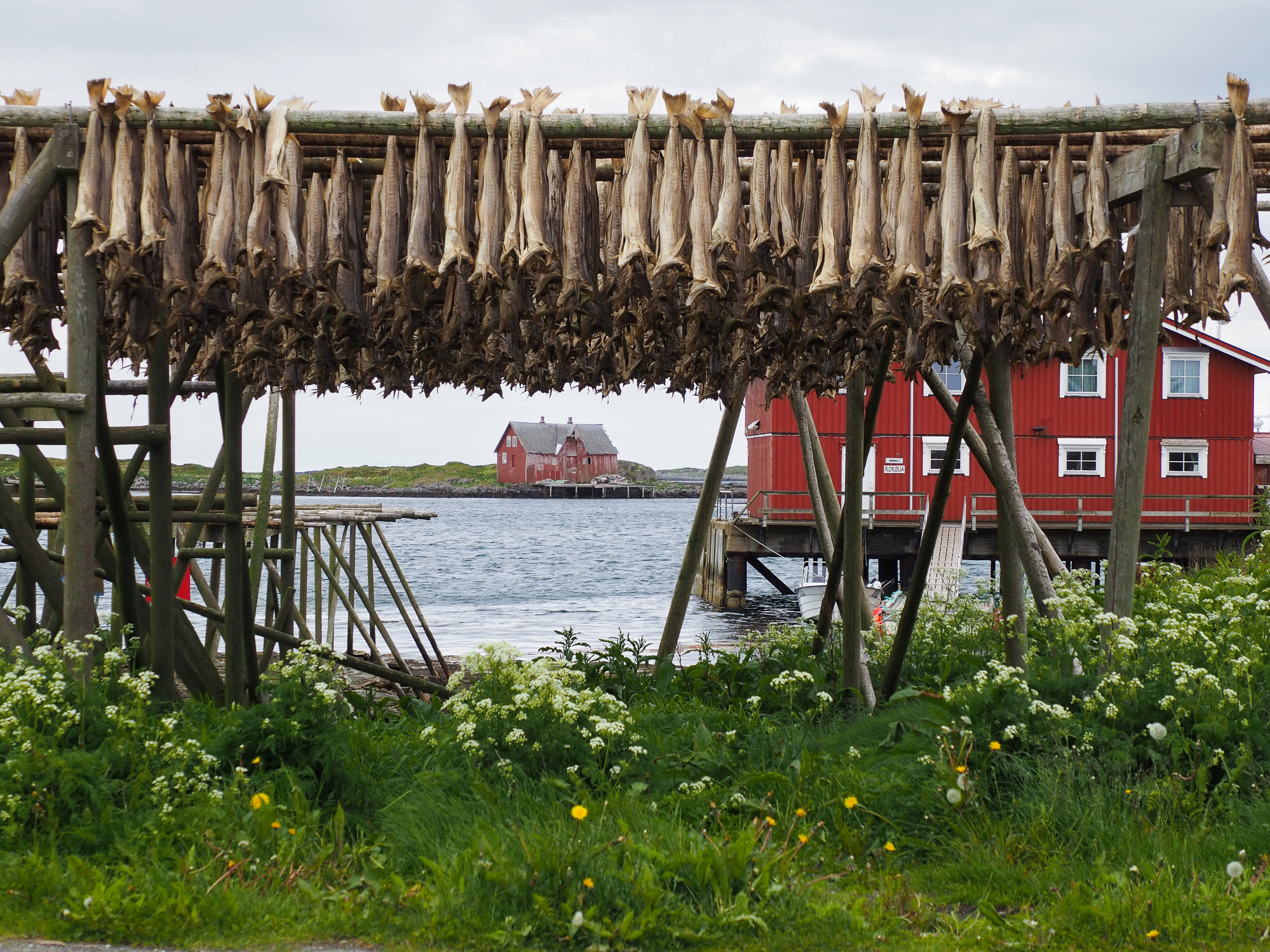 Tørrfisk henger på hjeller
