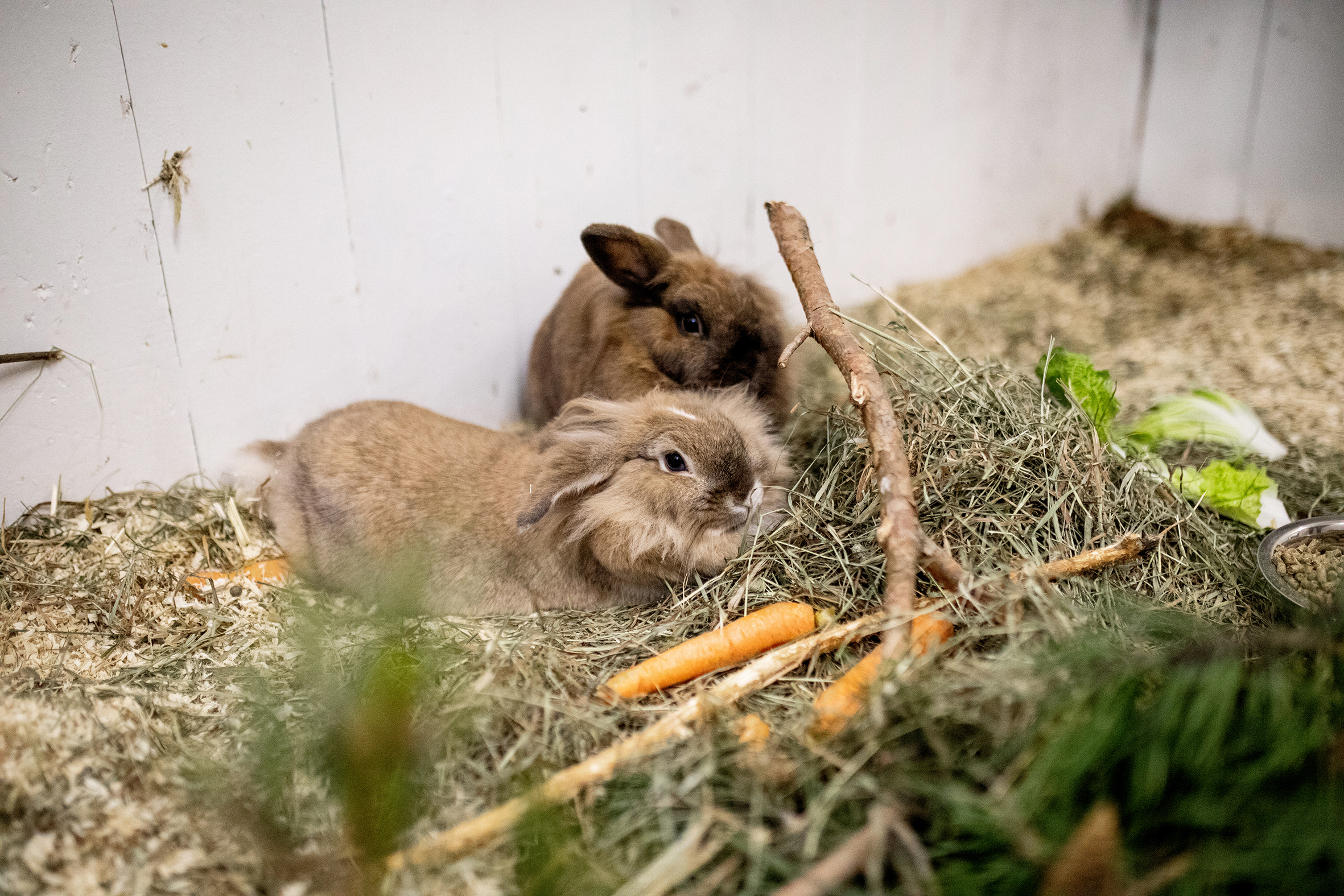 Fire bilder viser det rike dyrelivet på Soldammen. Kaniner, katt og hest er representert på bildene.