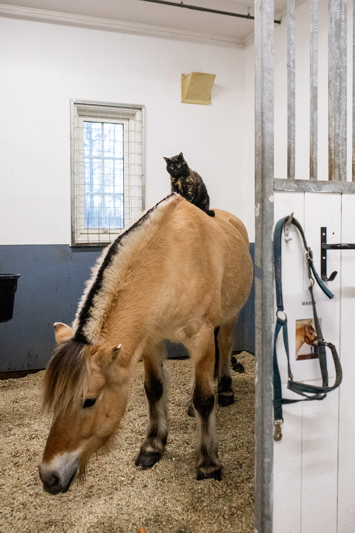 Fire bilder viser det rike dyrelivet på Soldammen. Kaniner, katt og hest er representert på bildene.