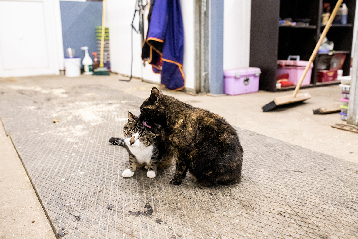 Fire bilder viser det rike dyrelivet på Soldammen. Kaniner, katt og hest er representert på bildene.