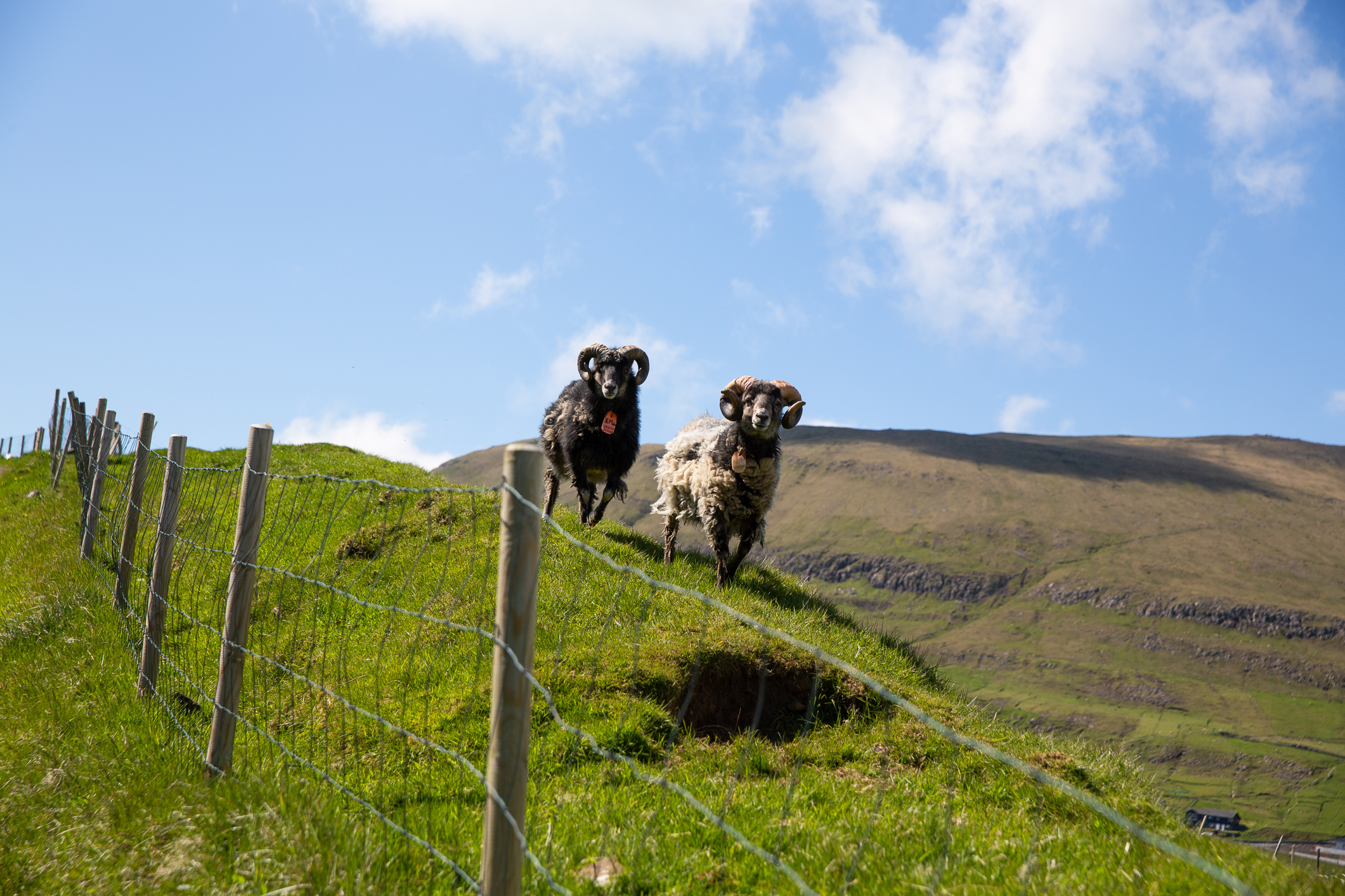 To sauer står innenfor et gjerde på ei hei uten trær.