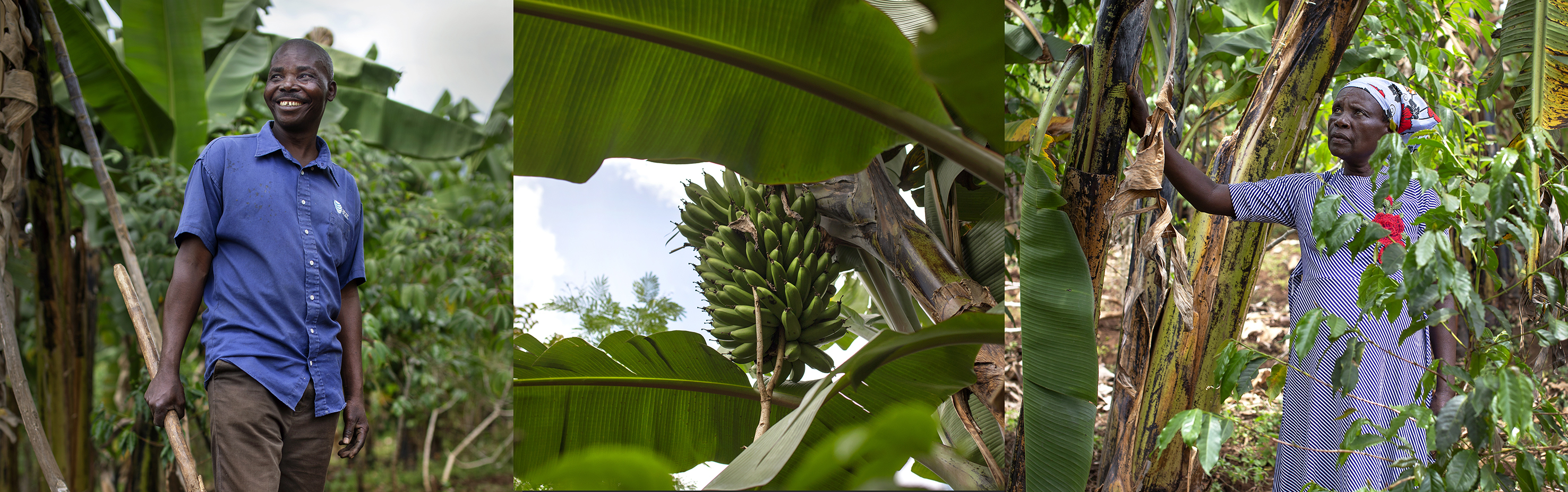 Bildenecollagen viser tre bilder. Kintu i blå skjorte, han smiler. Kintus kone ser tankefullt opp mot en tretopp. Hun holder hånda mot treet. Hun har på seg en blå og hvit kjole. Et tredje utsnitt viser resultatet av deres arbidet, en god avling med bananer.
