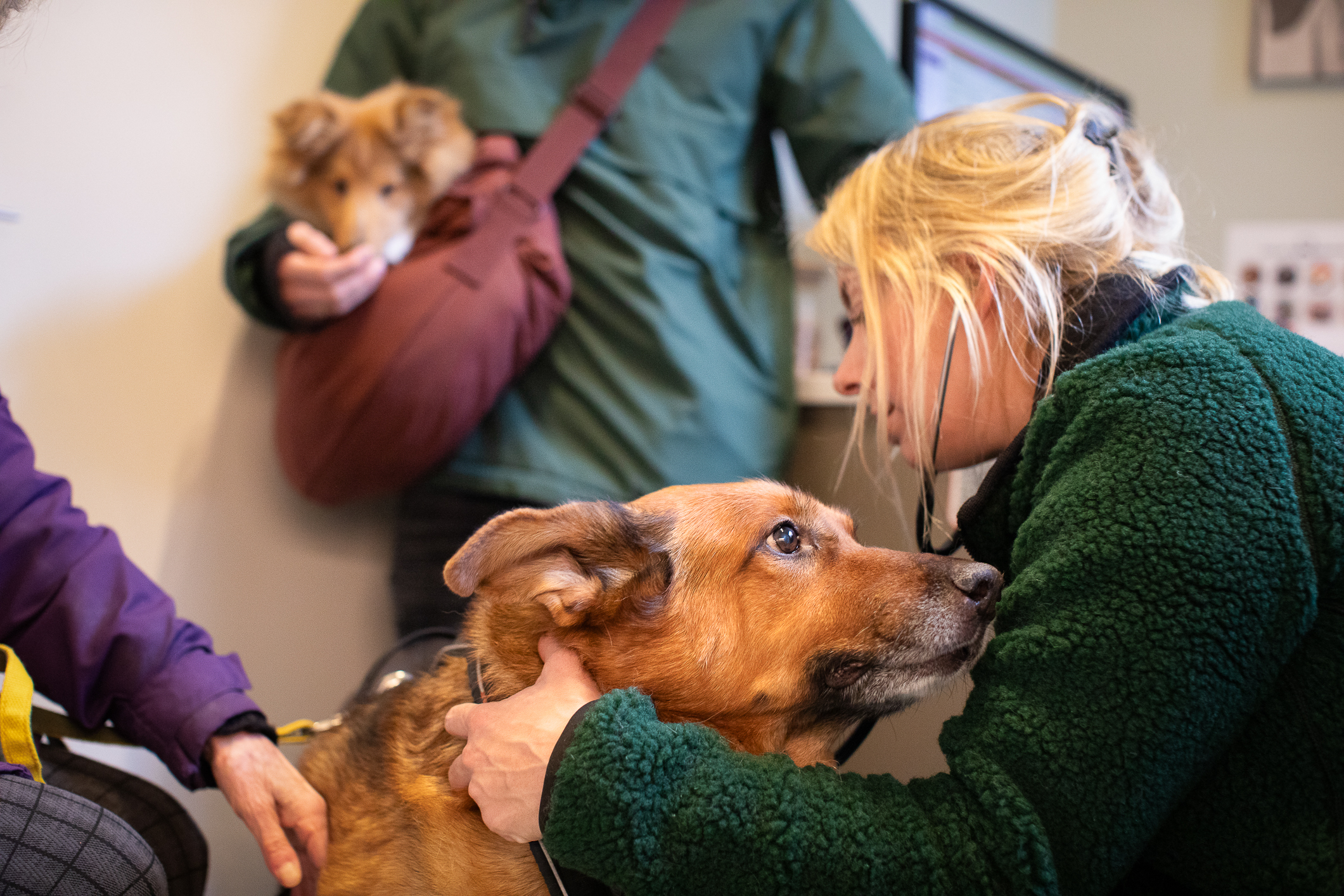 En eldre schæferhundlignende hund blir undersøkt mens stetoskop av en kvinne med lyst, oppsatt hår og grønn fleece-genser. hun lytter på hjertet til hunden med et stetoskop. I bakgrunnen holder en mann en hund som er  plassert i en brun skinnveske som han har tvers over skulderen.