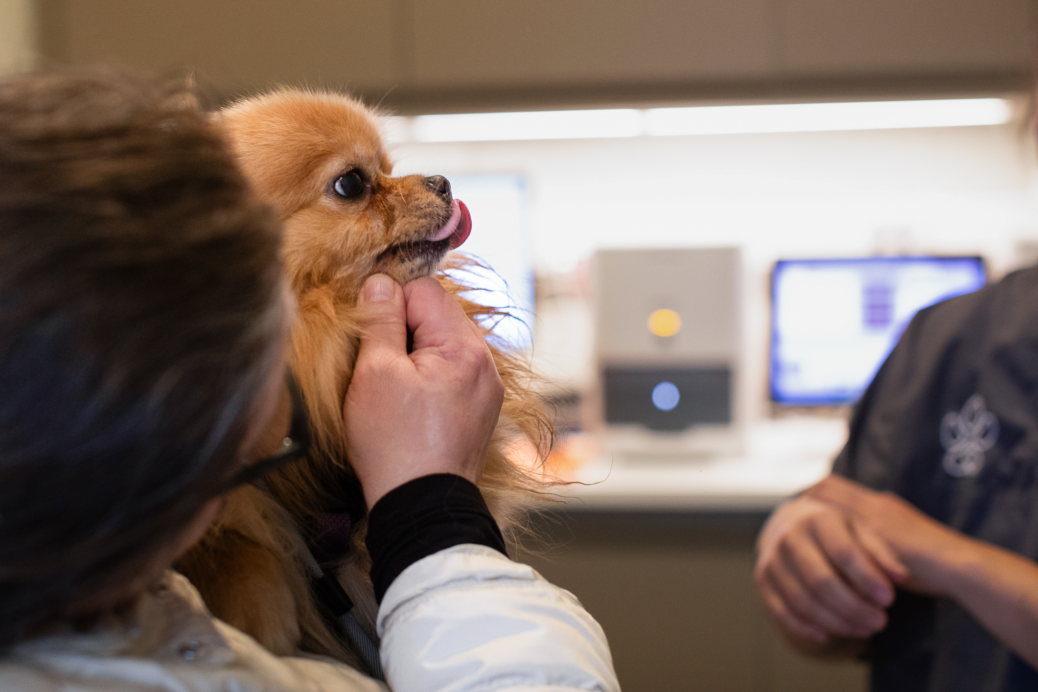 Liten, lys hund med mye pels holdes av eieren som har grått hår og briller. En veterinær smiler til eieren når hun hilser på hunden.