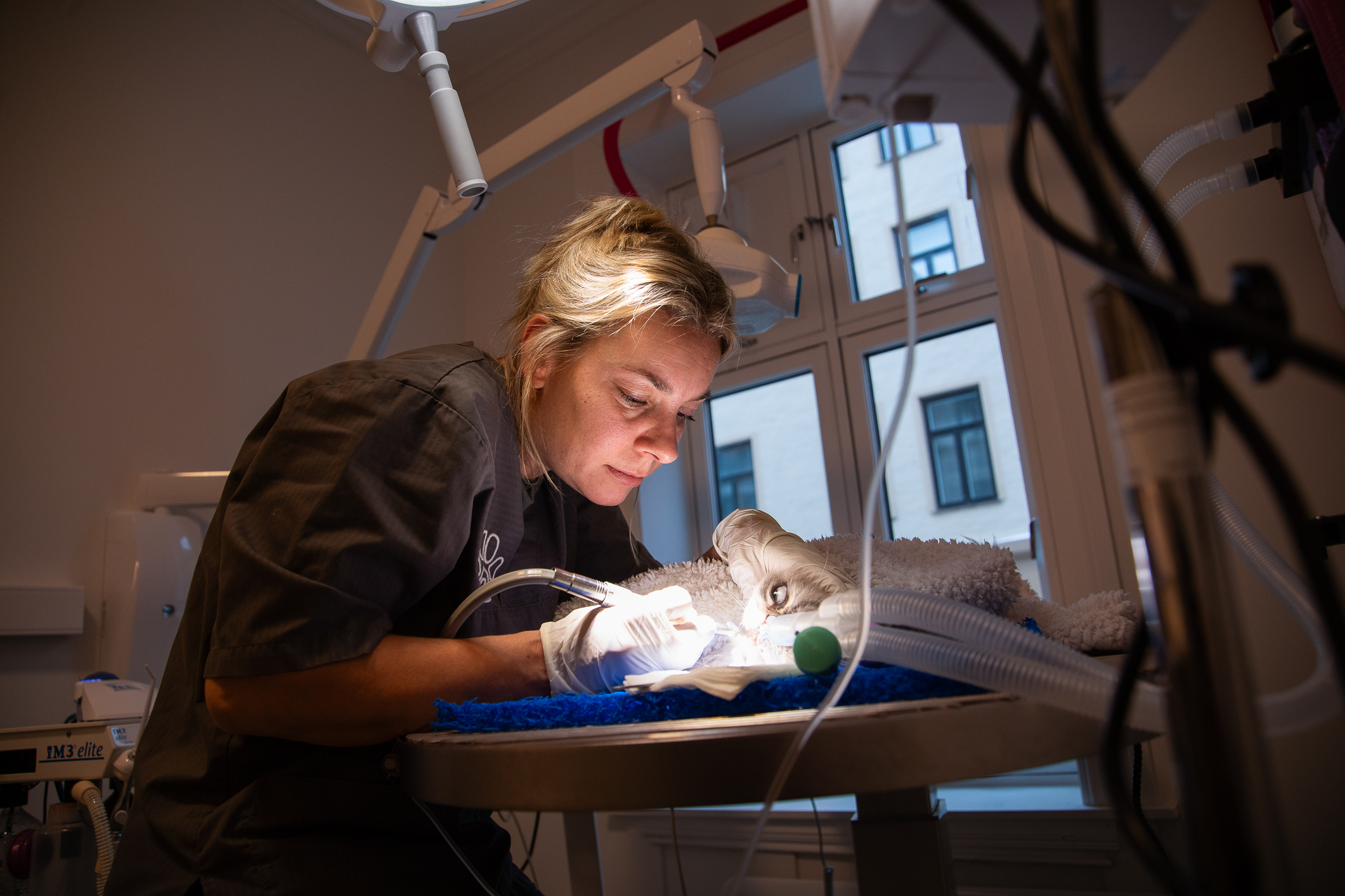 En kvinne borrer i tennene til en katt på operasjonsbordet. Hun har oppsatt, lyst hår og blått arbeidsantrekk.
