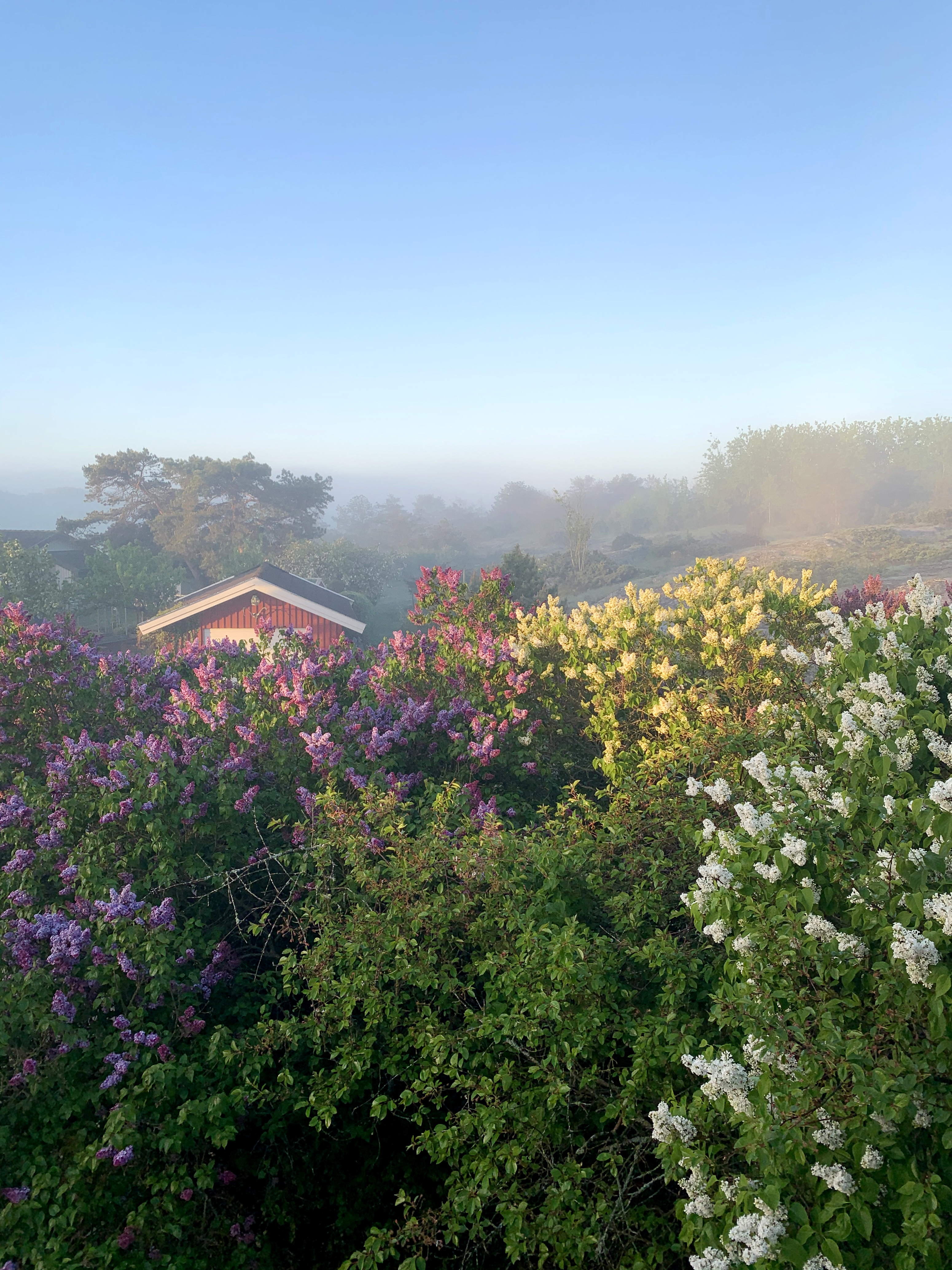 Bildet viser en sommerdag med blå himmel og massevis av syriner og sommerblomster. Et rødt trehus skimtes gjennom det grønne og frodige landskapet.