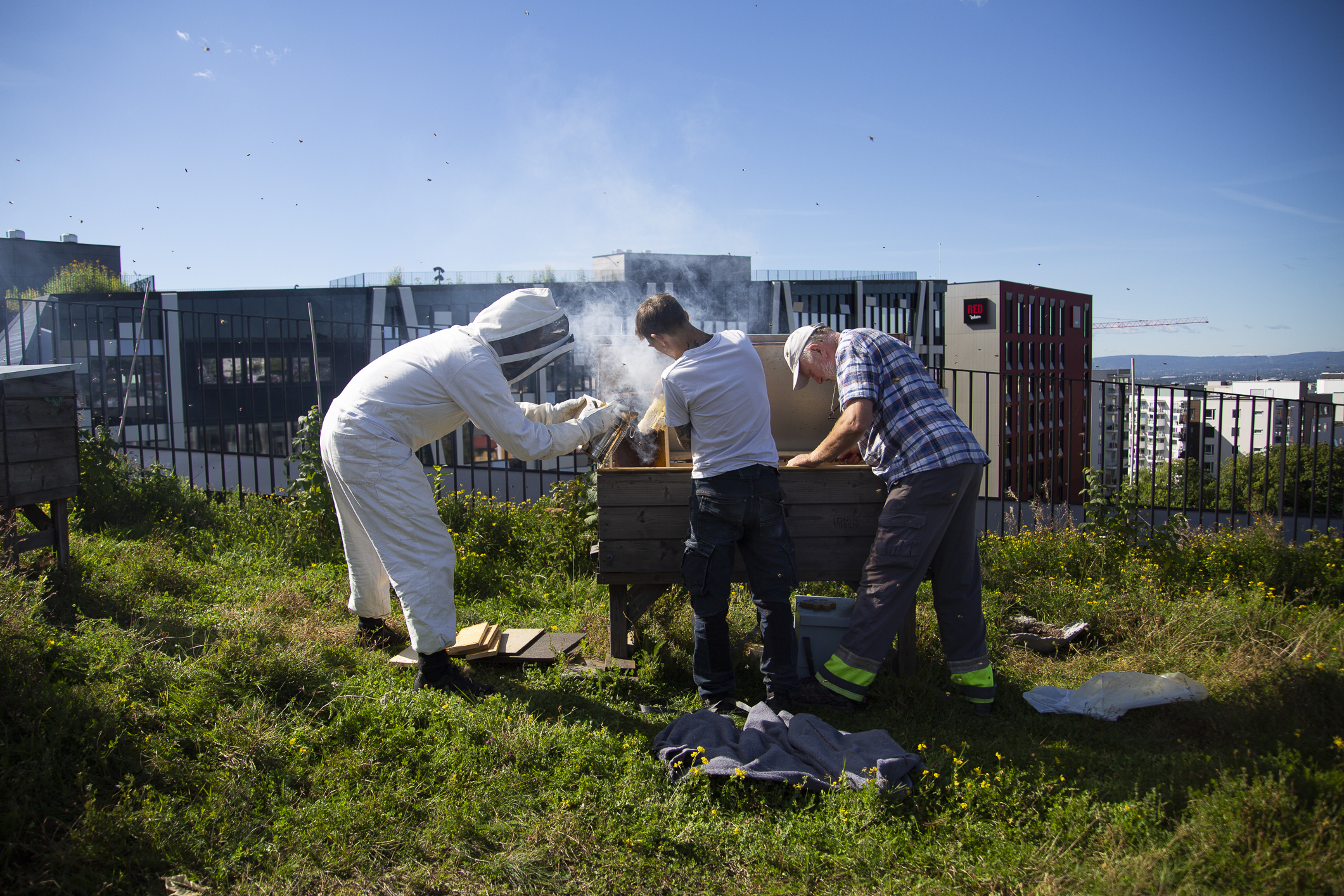 Foto: Tre menn står bøyd over en bikube oppå et grønt tak på et nybygg i Oslo.