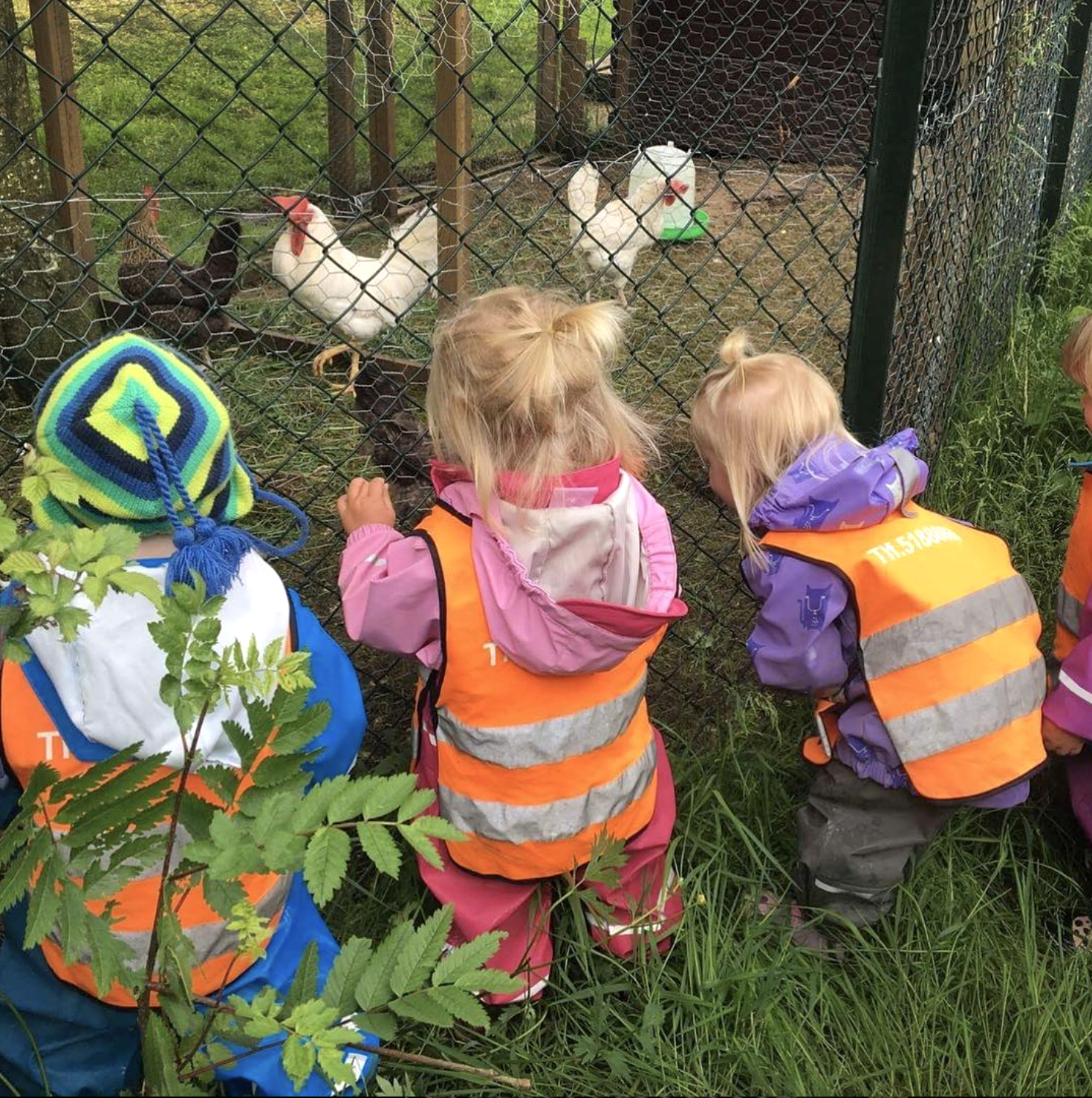 Foto: To bilder etter hverandre, der det første viser barn som ser på høner gjennom et nettinggjerde, og den andre av en gutt ved en trehjulssykkelen.