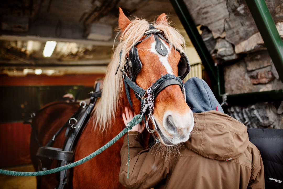 En vinterdag i februar 2019 pa Behandlingstunet Frelsesarmeens behandlingsinstutisjon for rusavhengige Krigsropets julenummer 2019 rusomsorg behandling Fetsund Lillestrom jul vinter sno hest illustrasjon illu