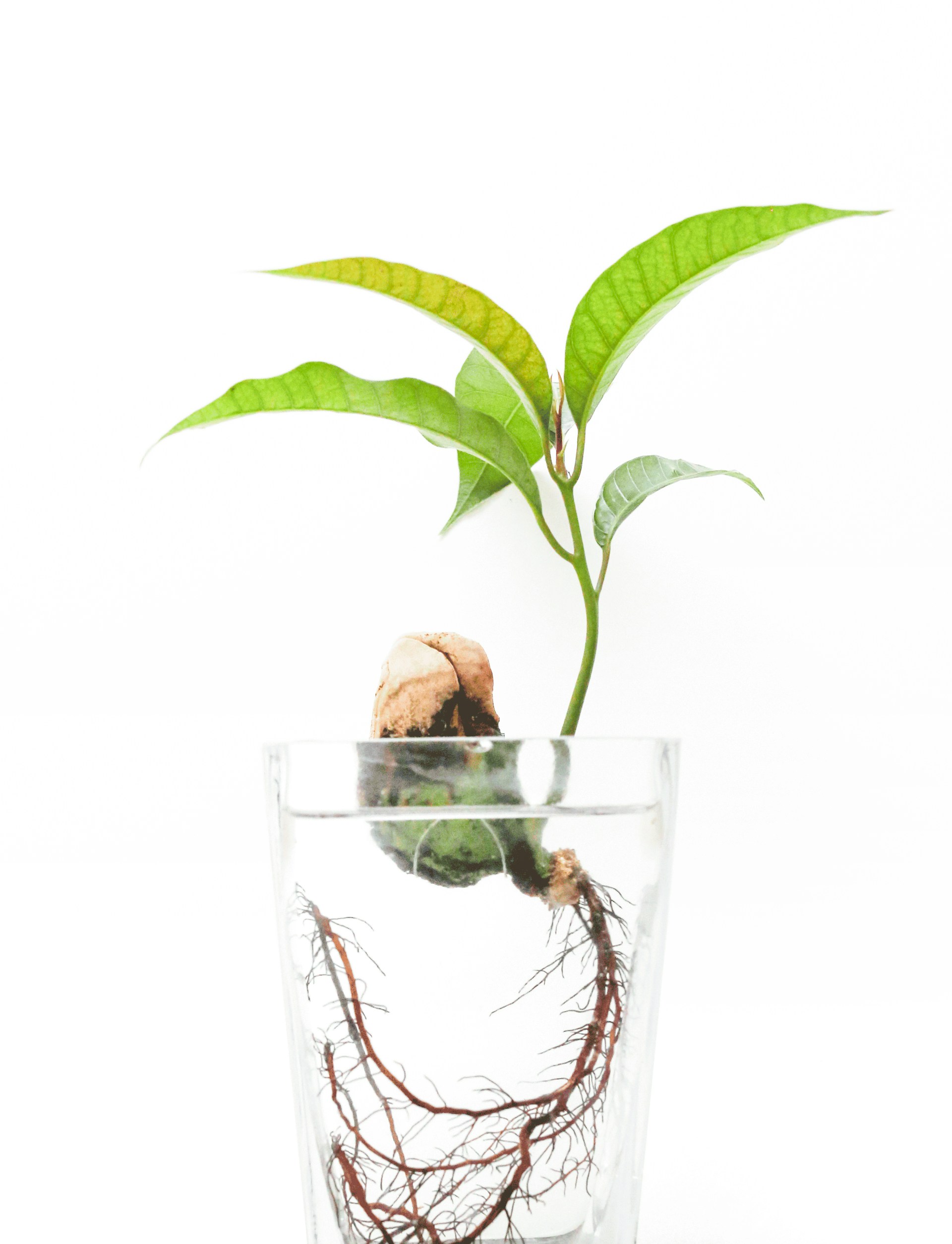 Suri huang B Bmysp Fy R Ws unsplash