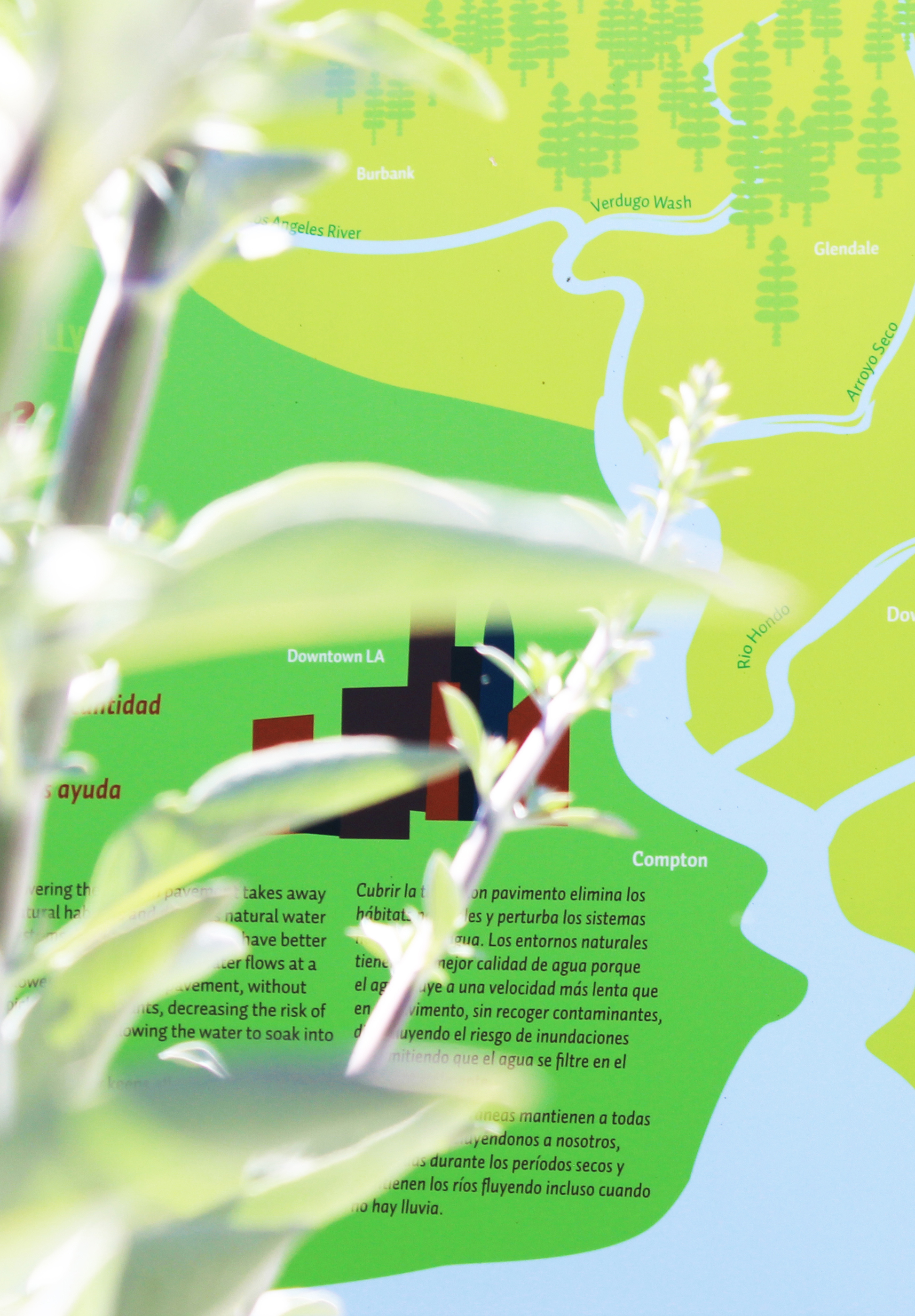 Close-up photo of the signage that is shrouded by sage leaves.