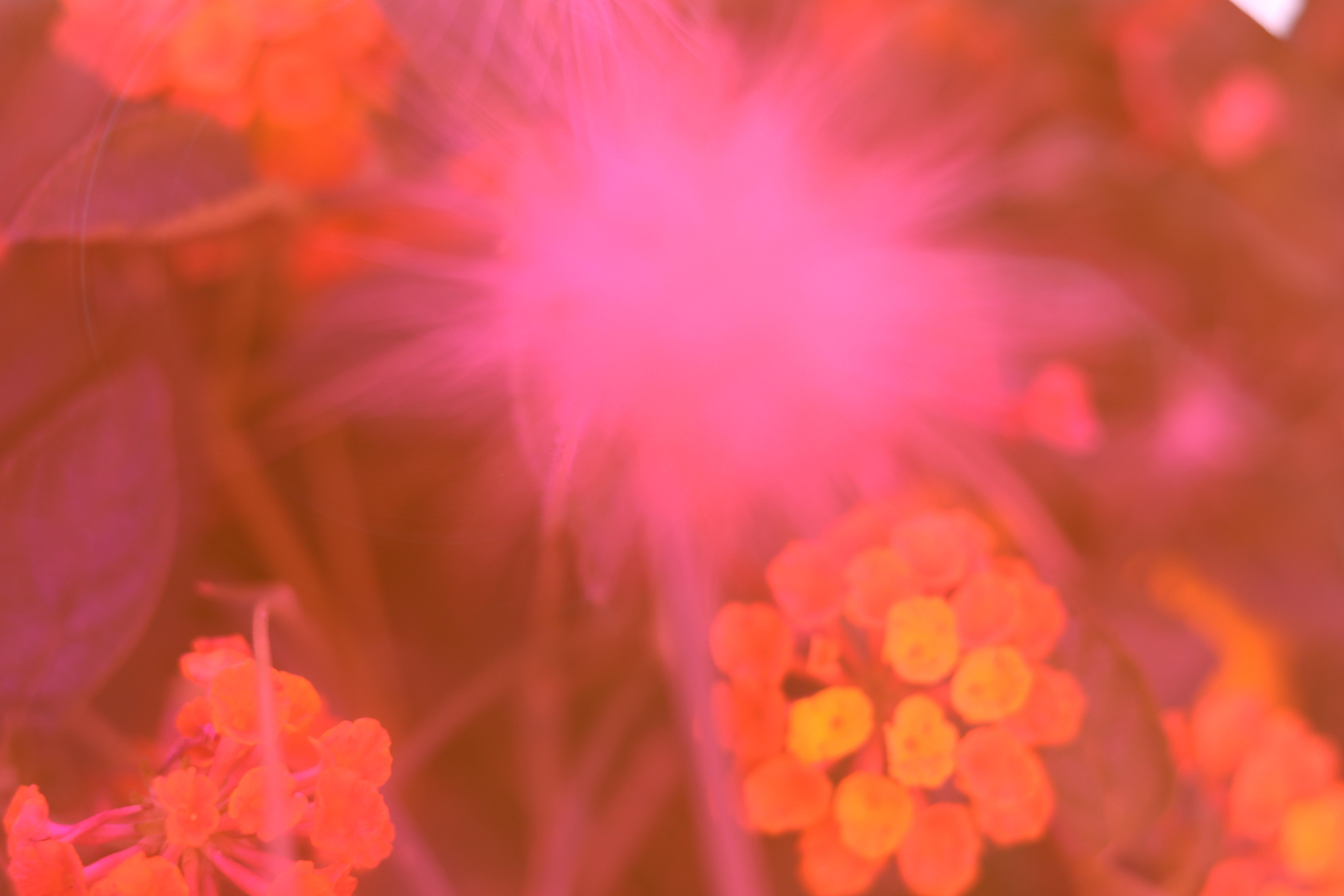Photography of the plants taken through a semi-transparent red overlay.