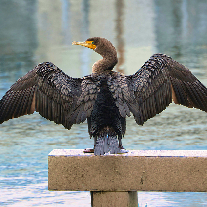 AL Bird Sanctuary New