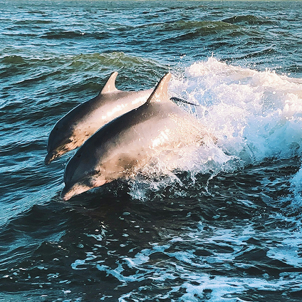 FL Dolphin Cruise