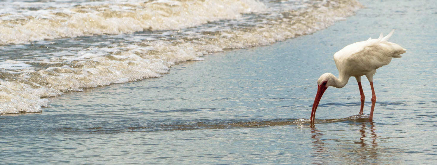 FL Forgotten Coast Header