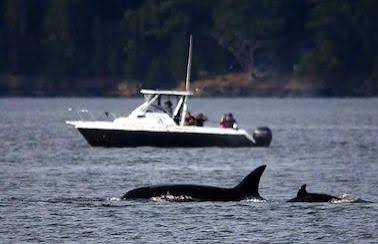 Orcas boat