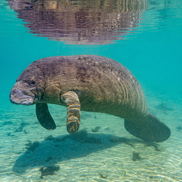 Manatee