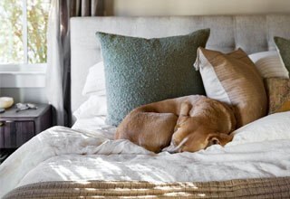 Amenities Pets 320x220
