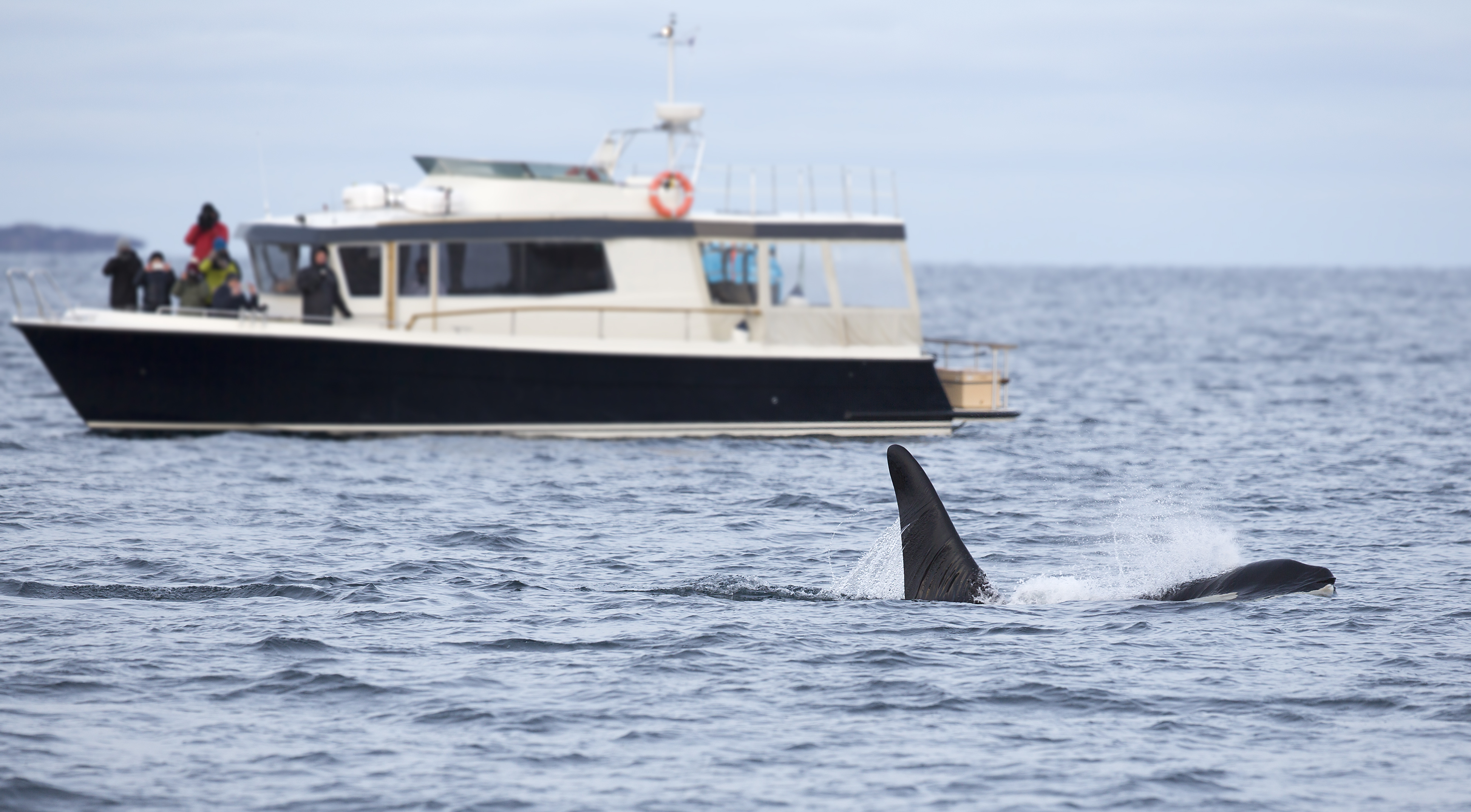 Orca whales swimming in ocean with tour boat 2026 01 09 07 17 34 utc
