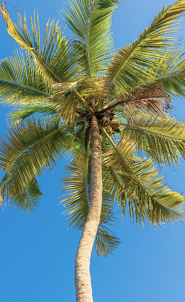 Palm tree