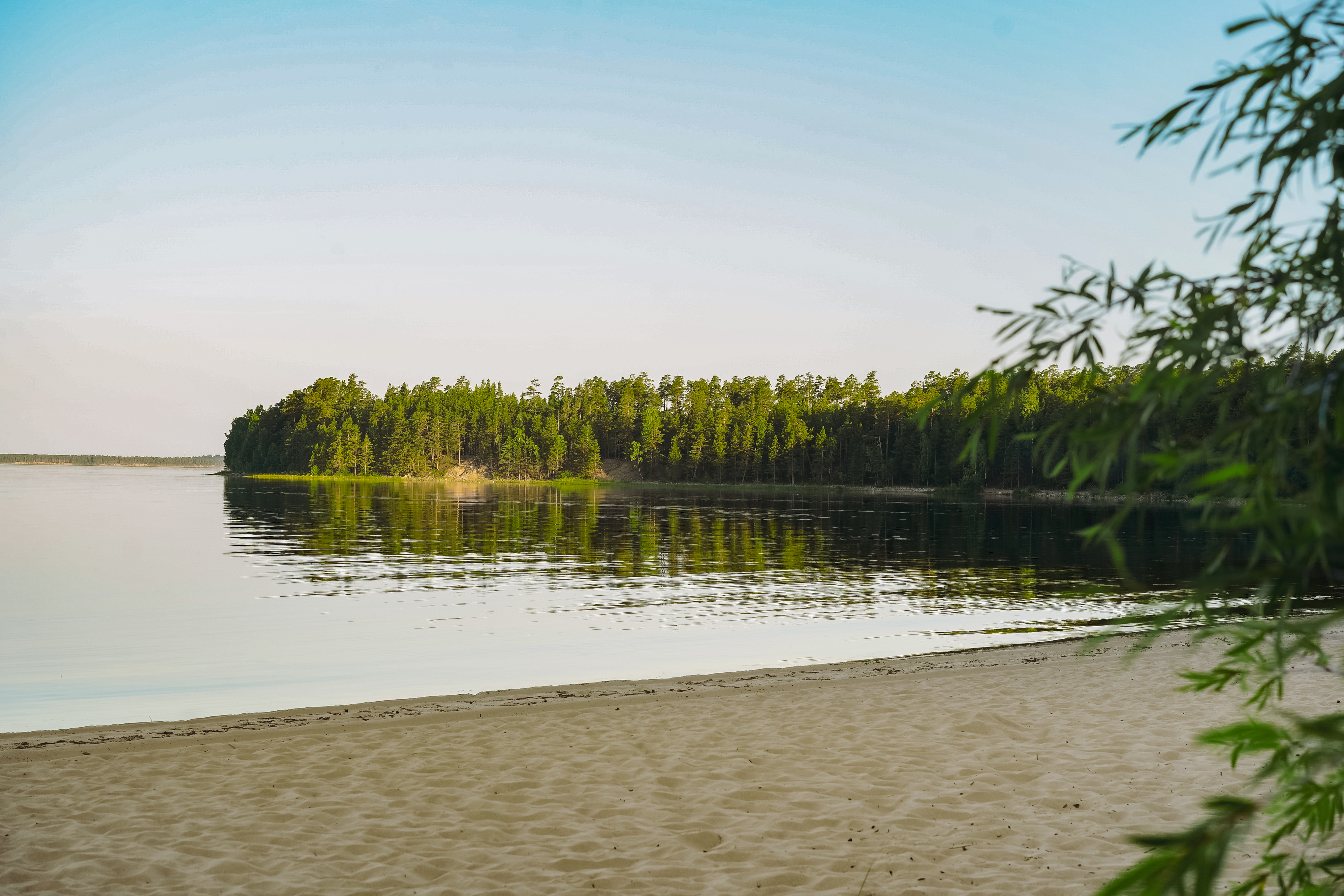 Sand beach and blue sky pine forest on background 2026 01 08 06 23 37 utc