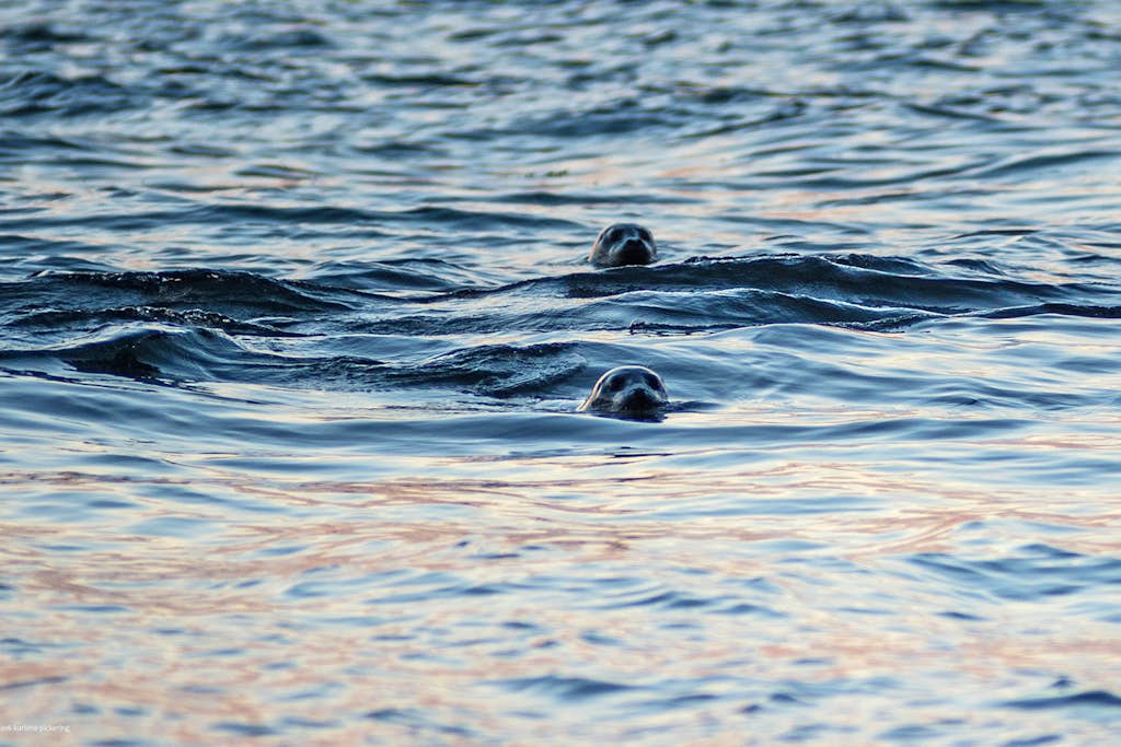 source-d982fbb32c656a2da6bc467b42e52a5c4e673eda.jpg