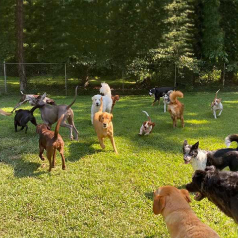 Bandon Riverview Kennels