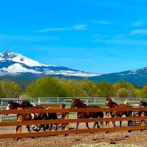 BB Black Butte Stables