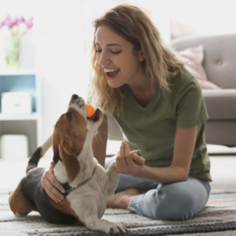 BB TLC Pet and Home Services