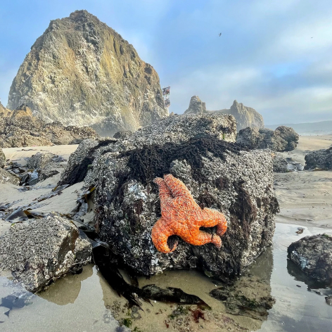 CB Haystack Rock Awareness Program