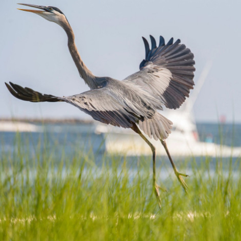 Dauphin Island Activities Audubon