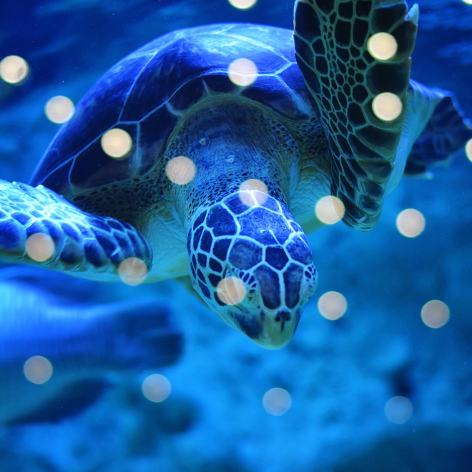 Destin Activities Emerald Coast