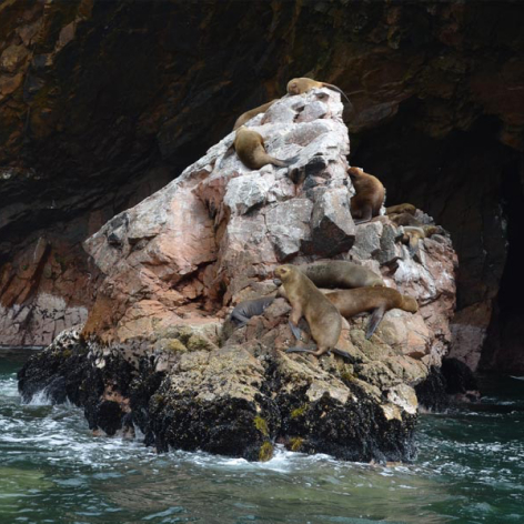 Florence Sea Lion Caves