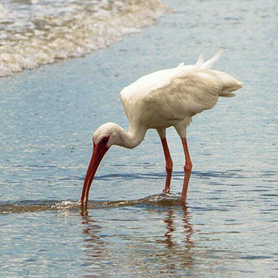 FL Forgotten Coast Thumbnail 400px