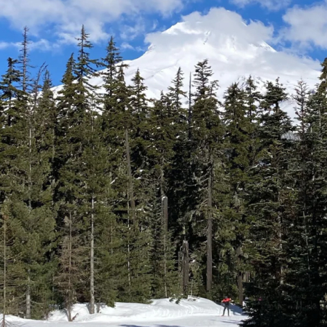 GC Teacup Nordic