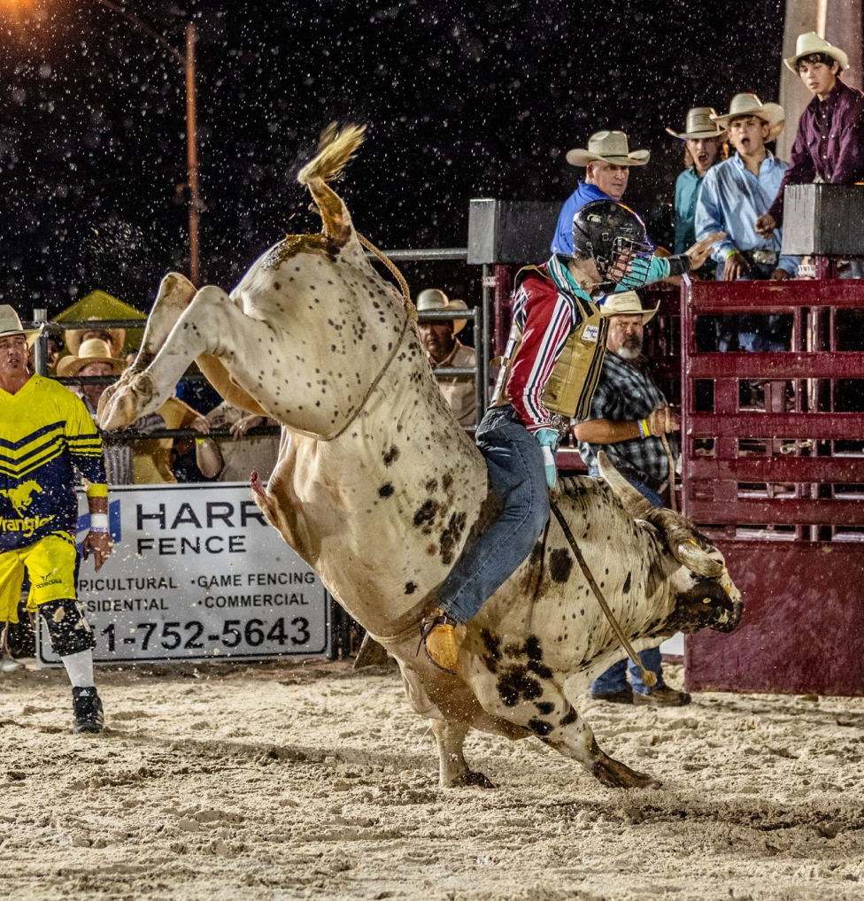 Gulf Shores Feature Bulls on the Beach