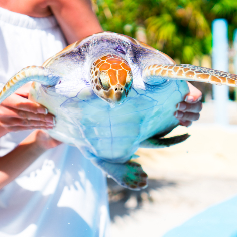 Navarre Activities Sea Turtle