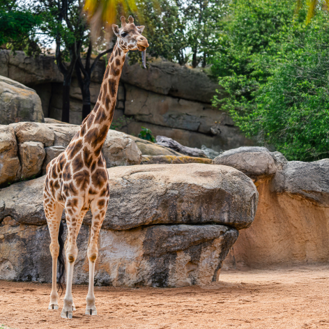 Pensacola Activities Gulf Breeze Zoo