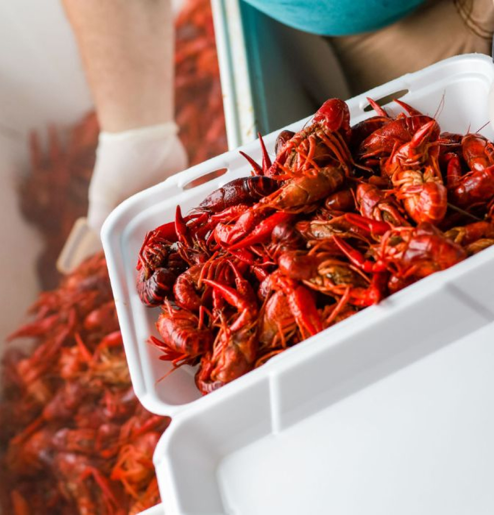 Pensacola Feature Crawfish
