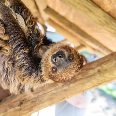 Perdido Key Activities Cape San Alabama Gulf Coast Zoo