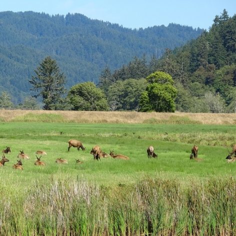 Reedsport Dean Creek Elk Viewing Area