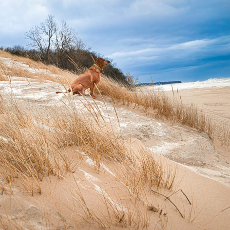 Reedsport Dune Dog Adventures