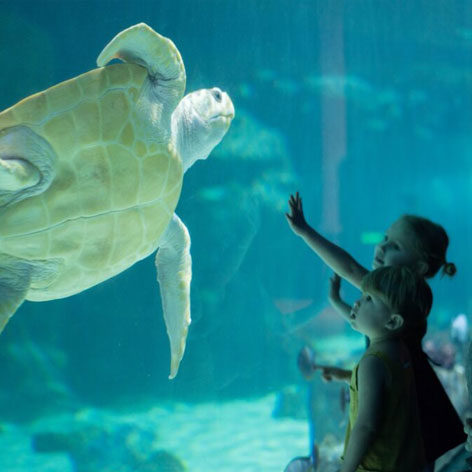 SLC aquarium
