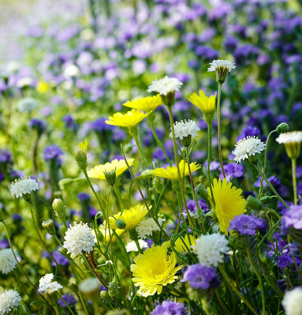 SLC wildflowers