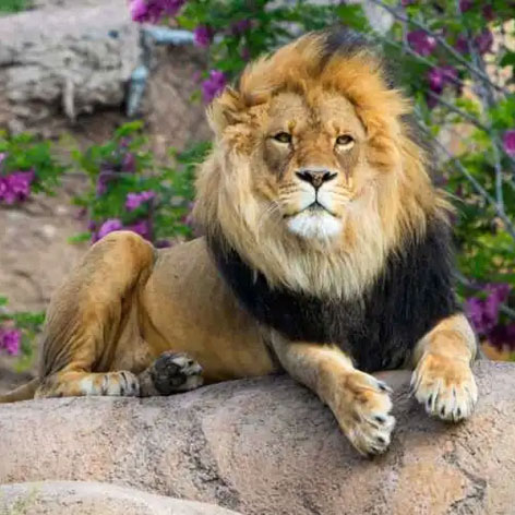 SLC zoo