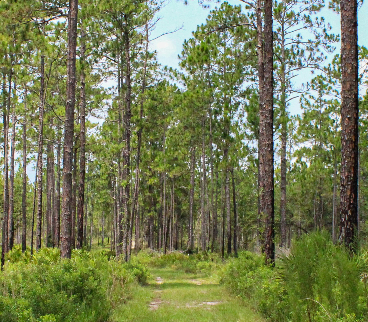 Dunes of Seagrove Why Stay 2