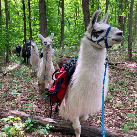 Sisters Halligan Ranch Llama Adventures